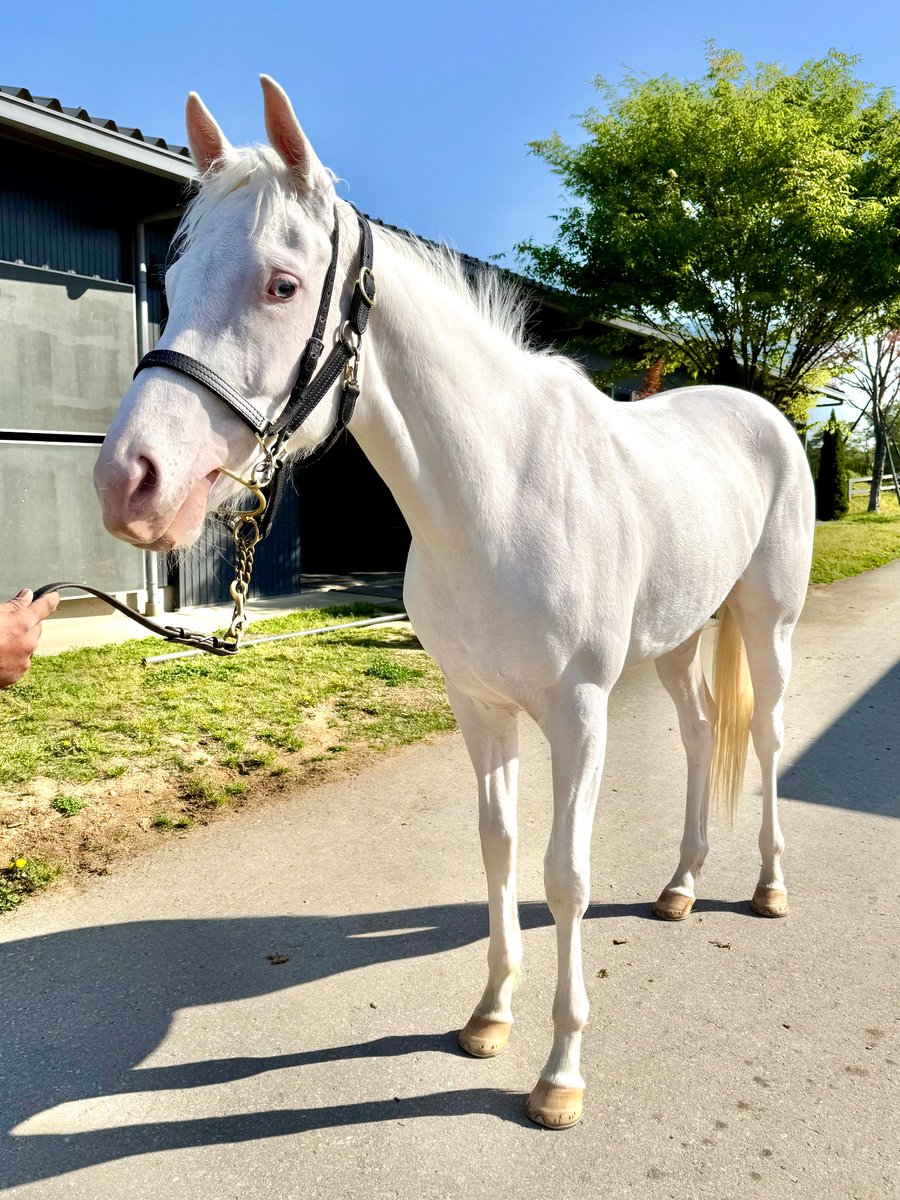 📢 速報✨ ＼ アオラキの妹の馬名登録が正式受理！『スノーエルヴァ