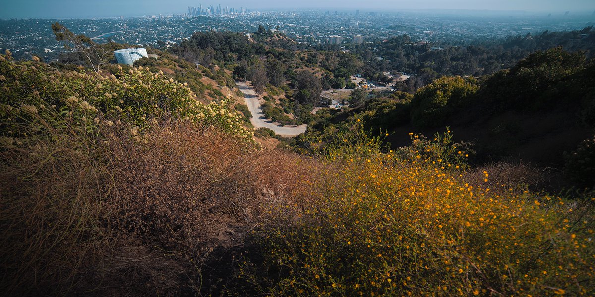 Some shots from Griffith Park! That place is always a treat for the eyes! 🌿📸