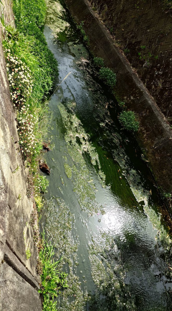 よ〜く見て🦆さんがいるよ💚

駅に行く道沿いの堀…

水草やお花も沢山咲いてて春ですね〜🌼🌿

youtu.be/etviGf1uWlg?si…

#DeeeLite
#GrooveIsInTheHeart 

良いお天気☀

お出掛けの人も多いかな？

良い1日をお過ごしくださいね🍀