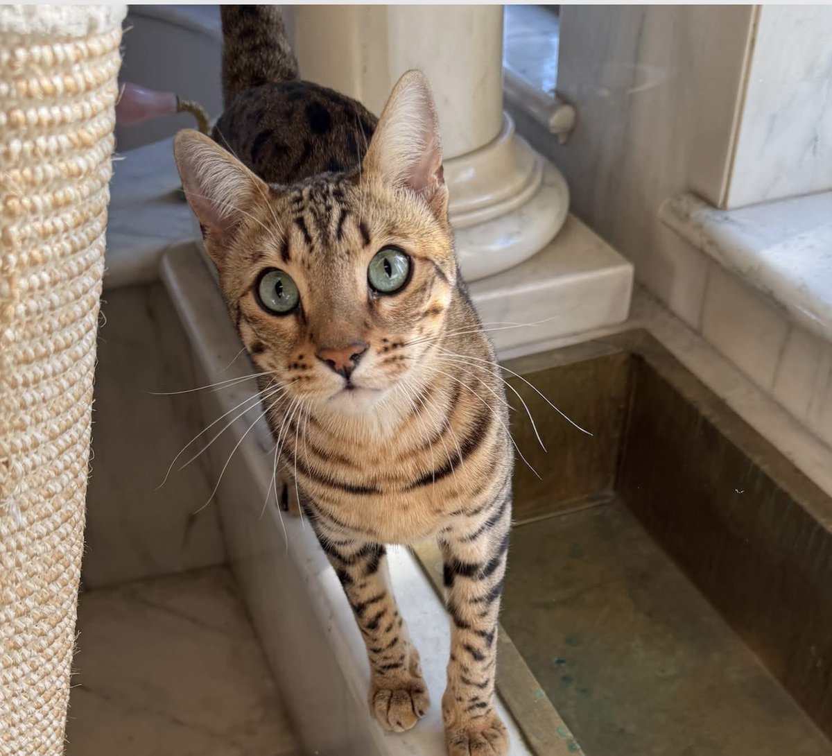 MILO (@nero) on Twitter photo My beautiful boy Troy has now been missing for a month. I am determined to find him. This is a serious, cash offer, no questions asked, to whoever brings him home unharmed. You can reach me on 3108708650 or m@milo.net. Thank you for taking the time to read and God bless. My beautiful boy Troy has now been missing for a month. I am determined to find him. This is a serious, cash offer, no questions asked, to whoever brings him home unharmed. You can reach me on 3108708650 or m@milo.net. Thank you for taking the time to read and God bless.
