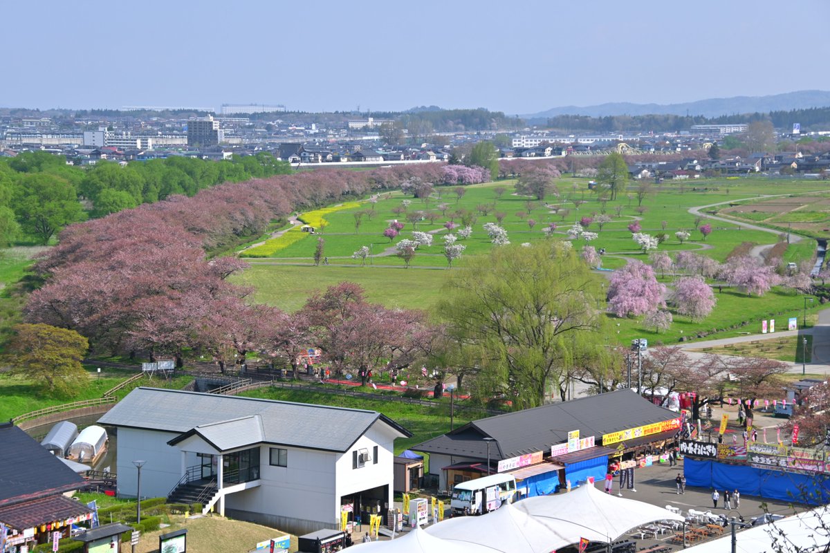kitakami_kanko's tweet photo. 北上駅観光案内所です。    
北上展勝地　桜開花状況         
桜並木　落花盛ん      
一山園　満開～落花盛ん     
陣ケ丘　5分 ～ 葉桜    
民俗村　5分～落花盛ん https://t.co/IAxmnXrrjw