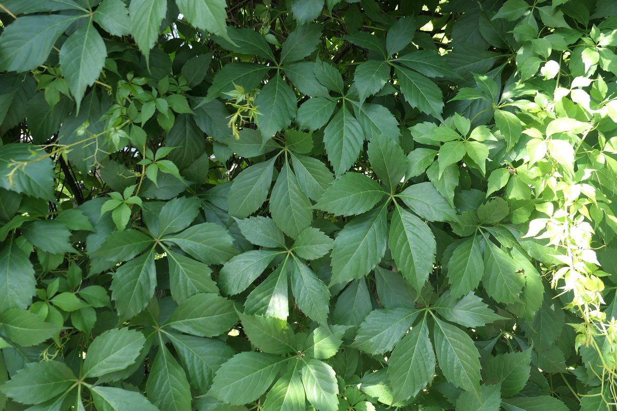 掌裂叶葡萄，葡萄科