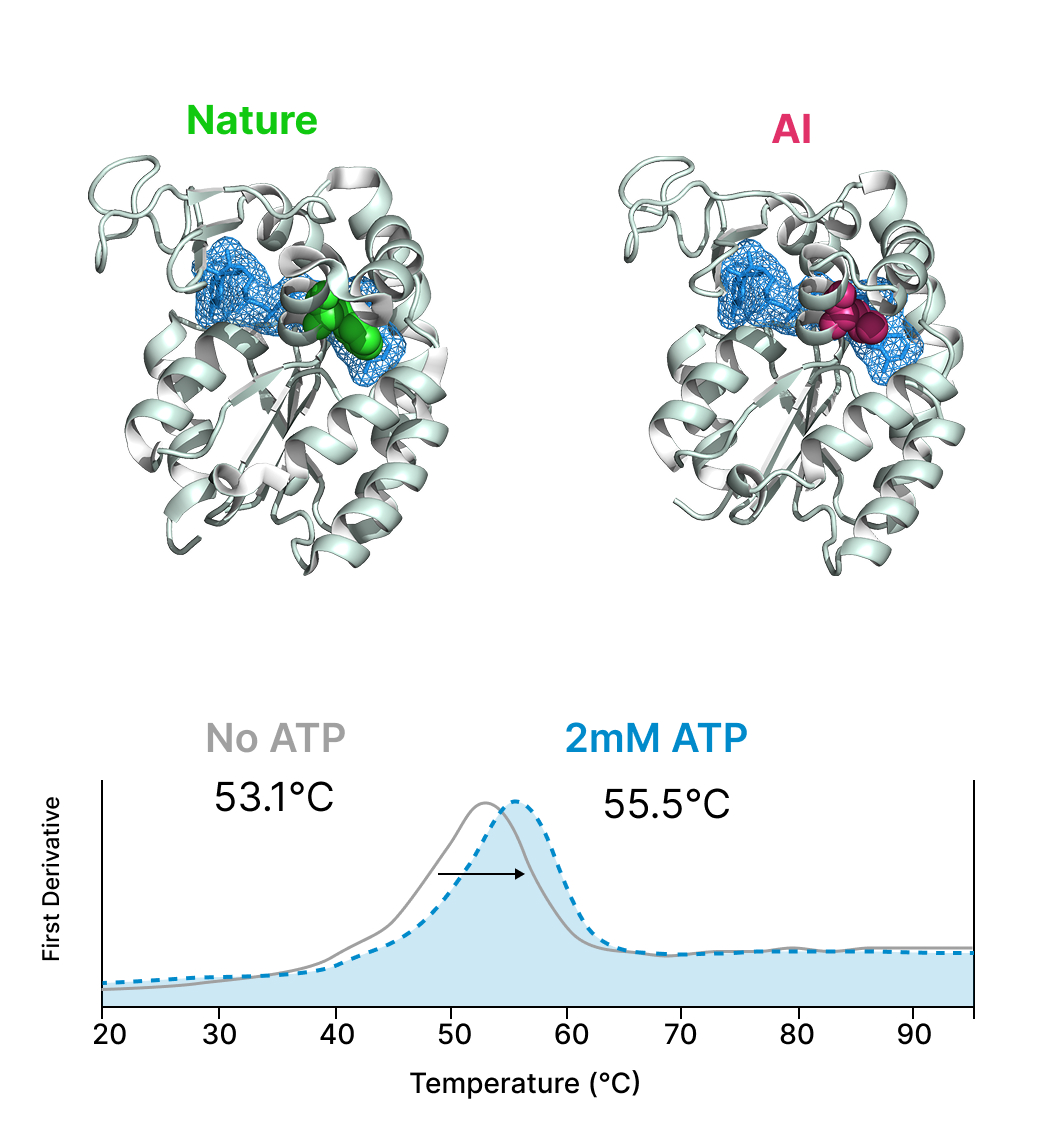 KathyYWei1's tweet photo. Come check out "A generalized protein design ML model enables generation of functional de novo proteins" @iclr_conf 

Talk (celebrity presenter!): 9 am, Singapore EXO, GEM workshop, Hall 4 #4

Poster: 11:15AM-12:15pm Singapore EXO, GEM workshop, Hall 4 #4, poster session 1 https://t.co/PPKPOMfbso