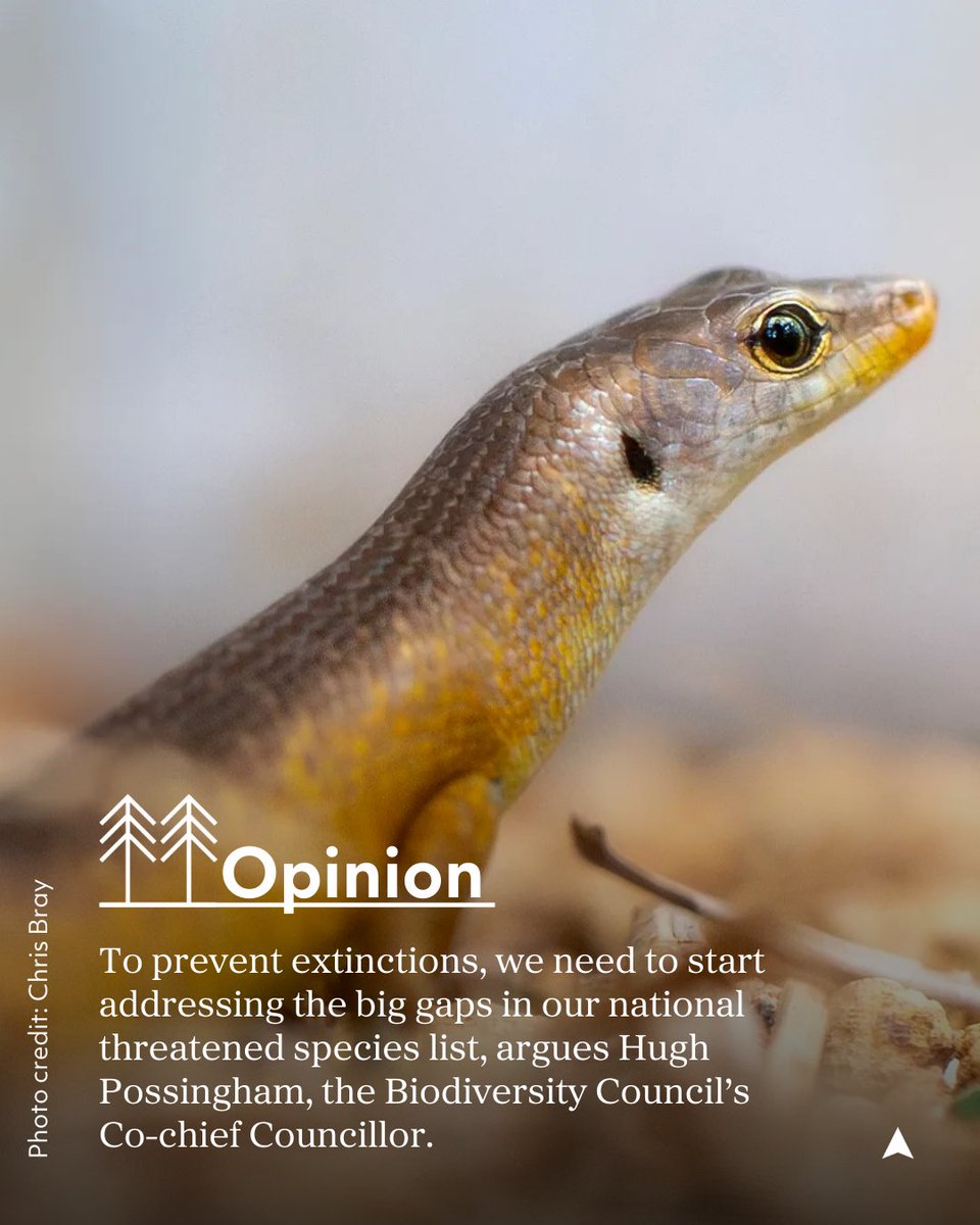 It's time to plug holes in species conservation, writes Hugh Possingham, the Biodiversity Council’s Co-chief Councillor. ausgeo.co/specieslist

✍️ Hugh Possingham
📸 @chrisbrayphotography

#seeaustralia #ausgeo #biodiversity #conservation #animals