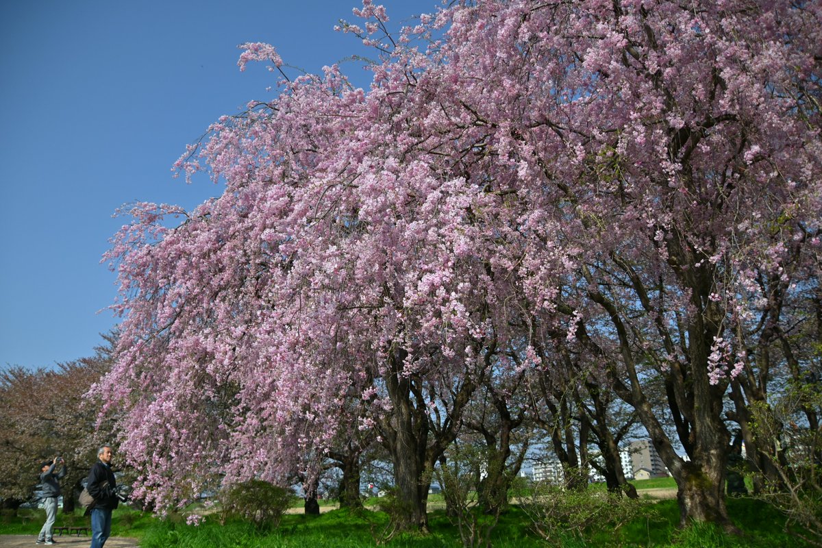 kitakami_kanko's tweet photo. 北上駅観光案内所です。    
北上展勝地　桜開花状況         
桜並木　落花盛ん      
一山園　満開～落花盛ん     
陣ケ丘　5分 ～ 葉桜    
民俗村　5分～落花盛ん https://t.co/IAxmnXrrjw