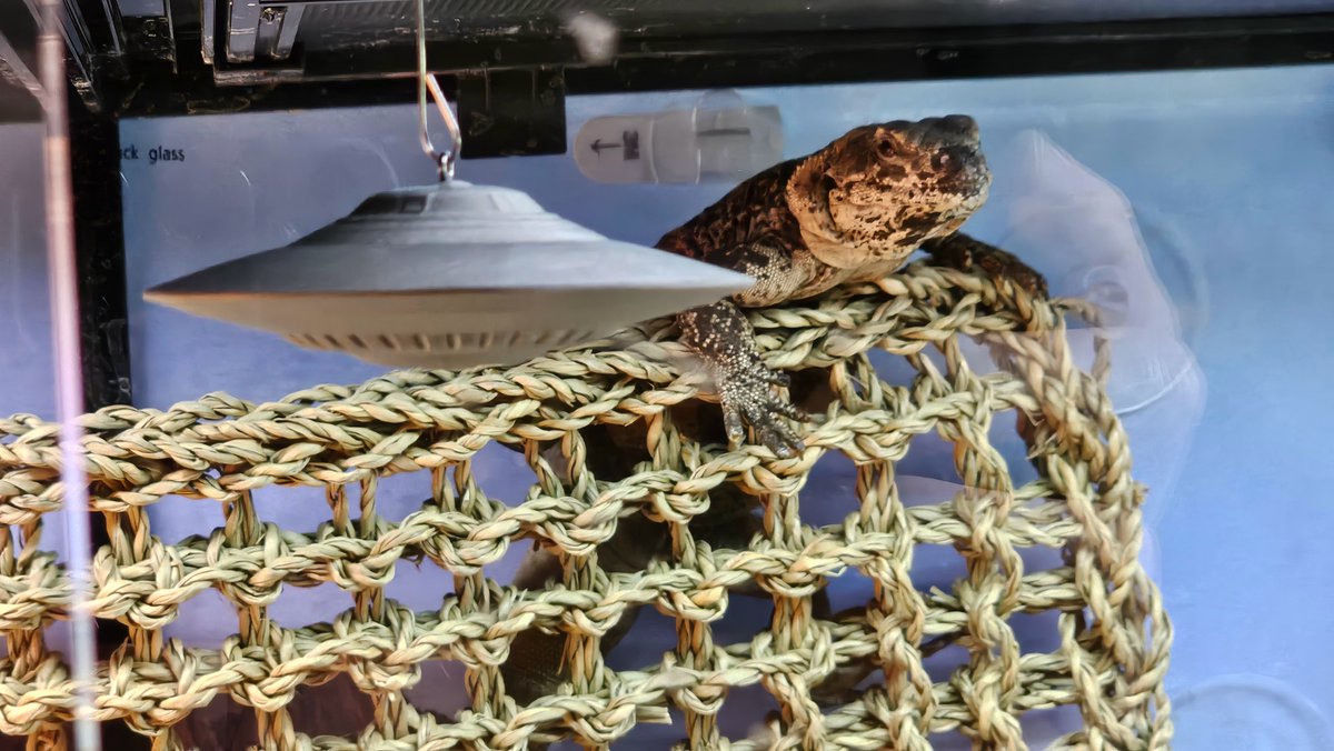 AngeloAffronti's tweet image. Since my Chuckwalla (Neo) is from the Nevada/Arizona deserts, I figured I would get him a Bob Lazar Sport Model UFO 🛸

I think he might have seen a few of these bad boys before judging by his reaction 🤣👽

@g_knapp @JeremyCorbell @JawbreakerJilli