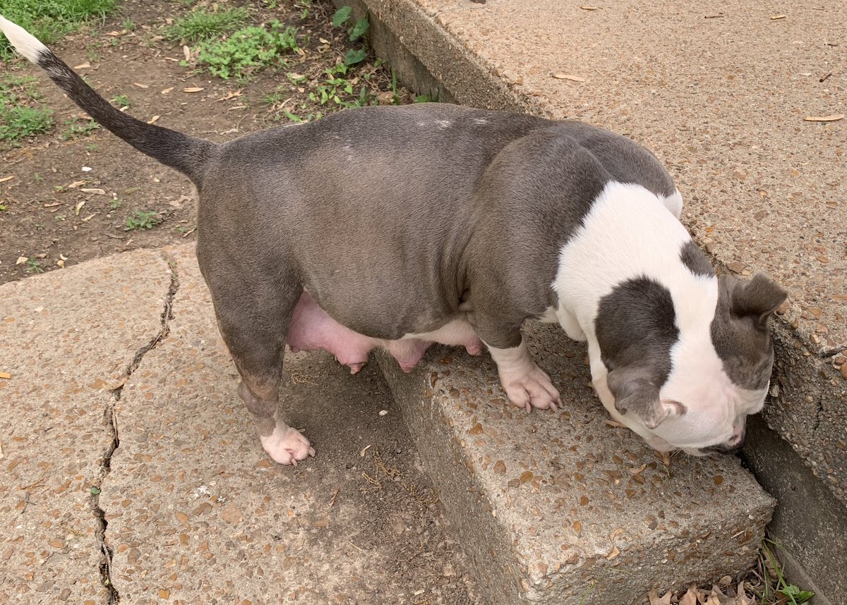 ReignPBK's tweet image. How many babies do you think Sky will have?

#doglife #puppy #americanbully #missouri #ABKC #bully #dogs #puppylove #love #adorable #FYP #X 

FMB’s Champion “Maverick” X FMB’s “Sky” of RPBK pups due May 5th.🥰 Maverick and Sky are standard height. Pups will be ABKC registered.