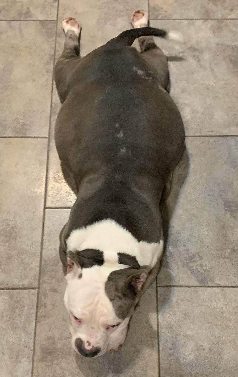 ReignPBK's tweet image. How many babies do you think Sky will have?

#doglife #puppy #americanbully #missouri #ABKC #bully #dogs #puppylove #love #adorable #FYP #X 

FMB’s Champion “Maverick” X FMB’s “Sky” of RPBK pups due May 5th.🥰 Maverick and Sky are standard height. Pups will be ABKC registered.