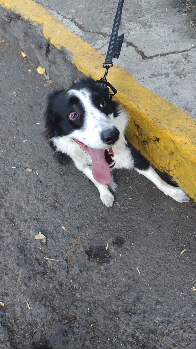 GaidenFGC's tweet photo. @TlalpanVecinos encontramos este perrito corriendo sobre la avenida Luis Echeverría en la colonia Miguel Hidalgo 4ta seccion. 
Lo amarramos a una banca frente a la barbería del mercado de las rocas. https://t.co/FTPXTqhXYg