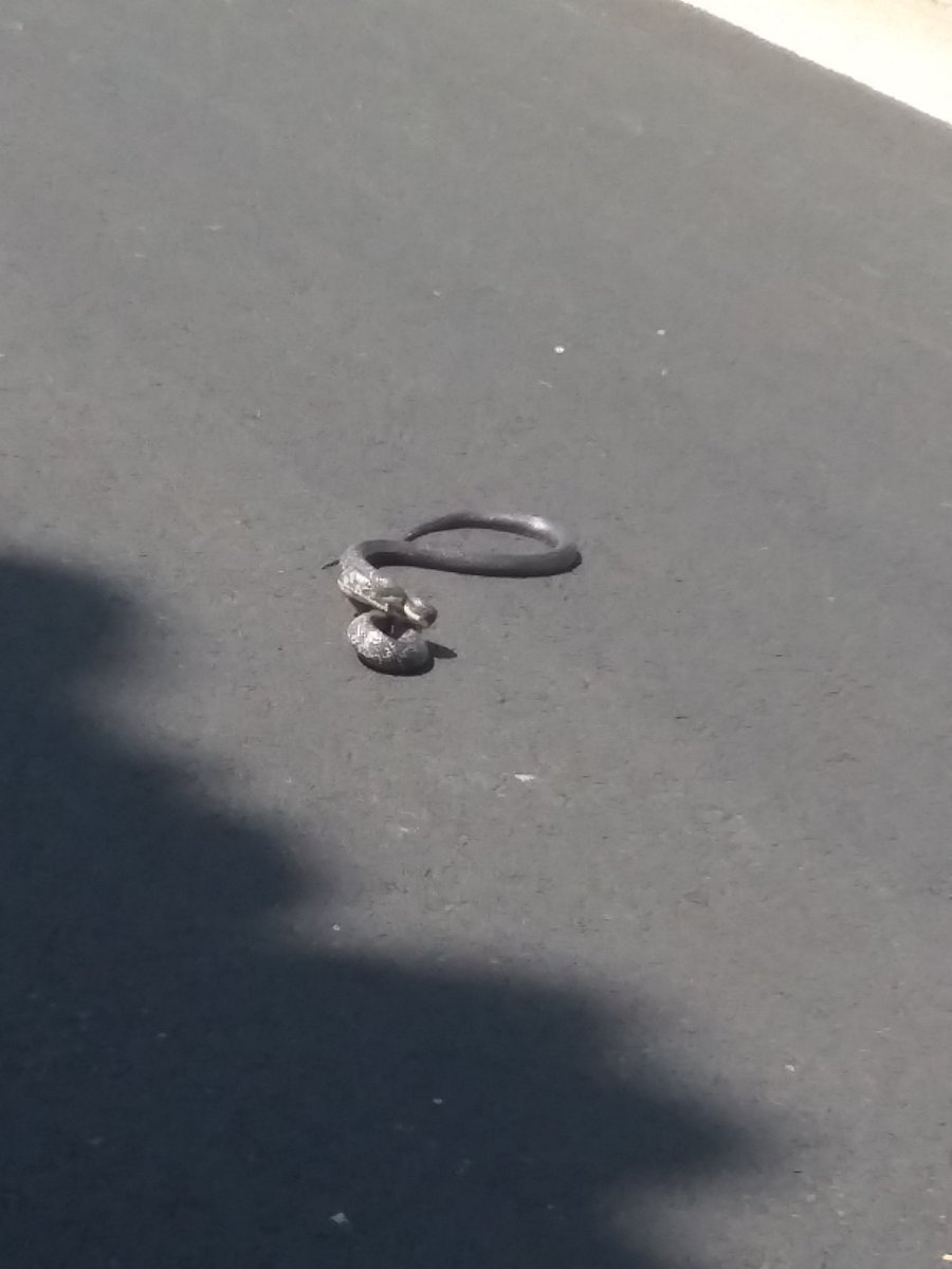 Video of 🐍recorded when leaving park. 

This👇 #photo taken after entering park. 

The #snake kept striking air, trying to strike my vehicle.😲

I was going to stay a bit, but 🐍 changed my mind.🖤😯😂 I didn't have a stick long enough to remove it out of roadway. 
 🌲🐍😯😏🤣🤣