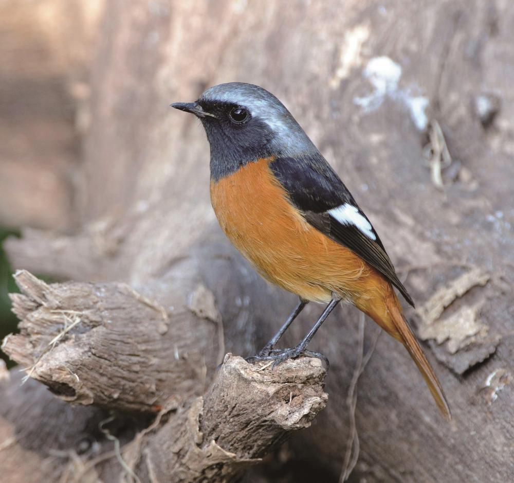 TSLDRBS's tweet photo. In Tangshan, China, a total of 90 species of wild birds come here to spend the winter. https://t.co/SFY5f0z5Tn