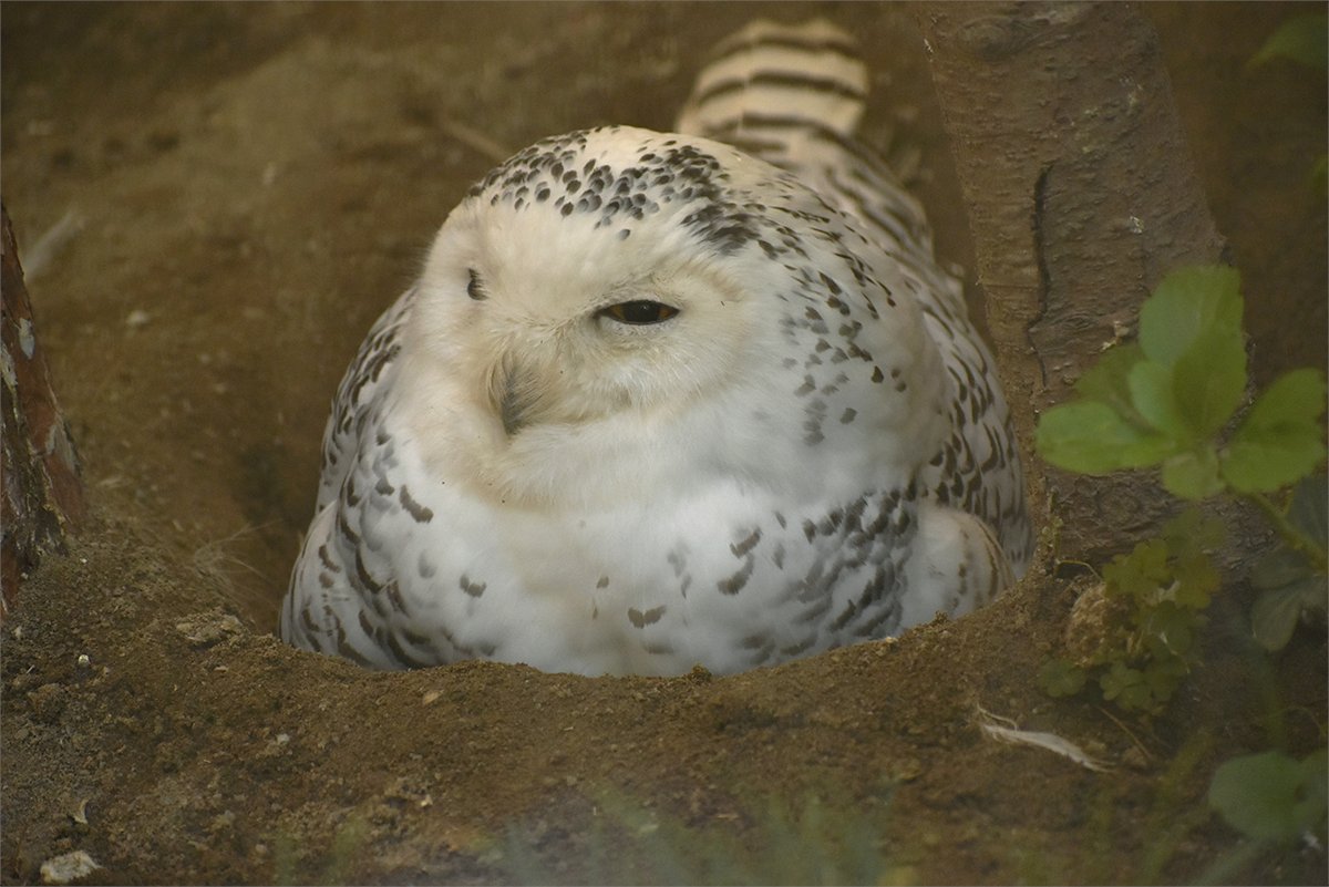 あさいち文化園 おはようございます。 #シロフクロウ が営巣をはじめ