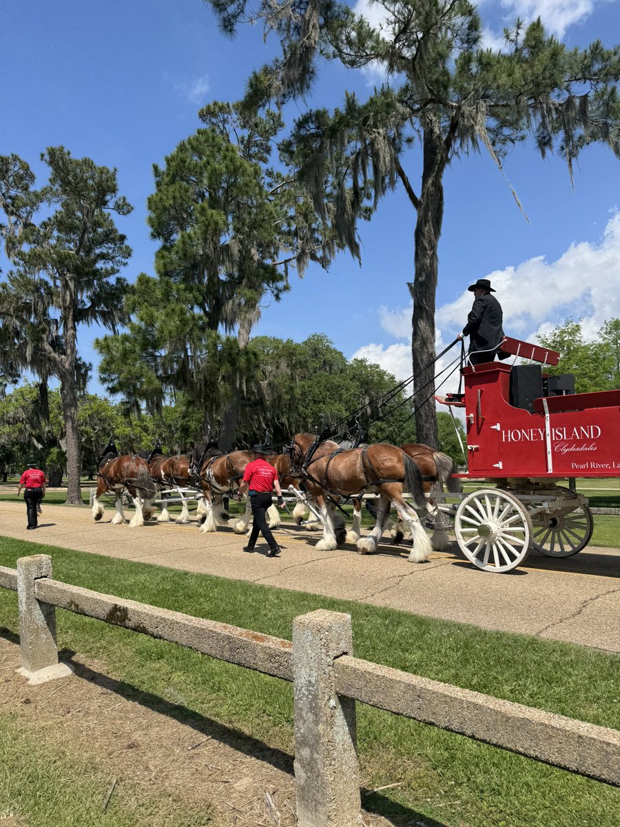 LouisianaLtGov's tweet photo. Today at Fontainebleau State Park, Clay Harper and the Honey Island Clydesdales were officially recognized as Louisiana ambassadors! Thanks to everyone who came out to celebrate!
#OnlyLouisiana #HoneyIslandClydesdales #LouisianaAmbassadors #LaStateParks
@LAStateParks https://t.co/z4g2l1juaF