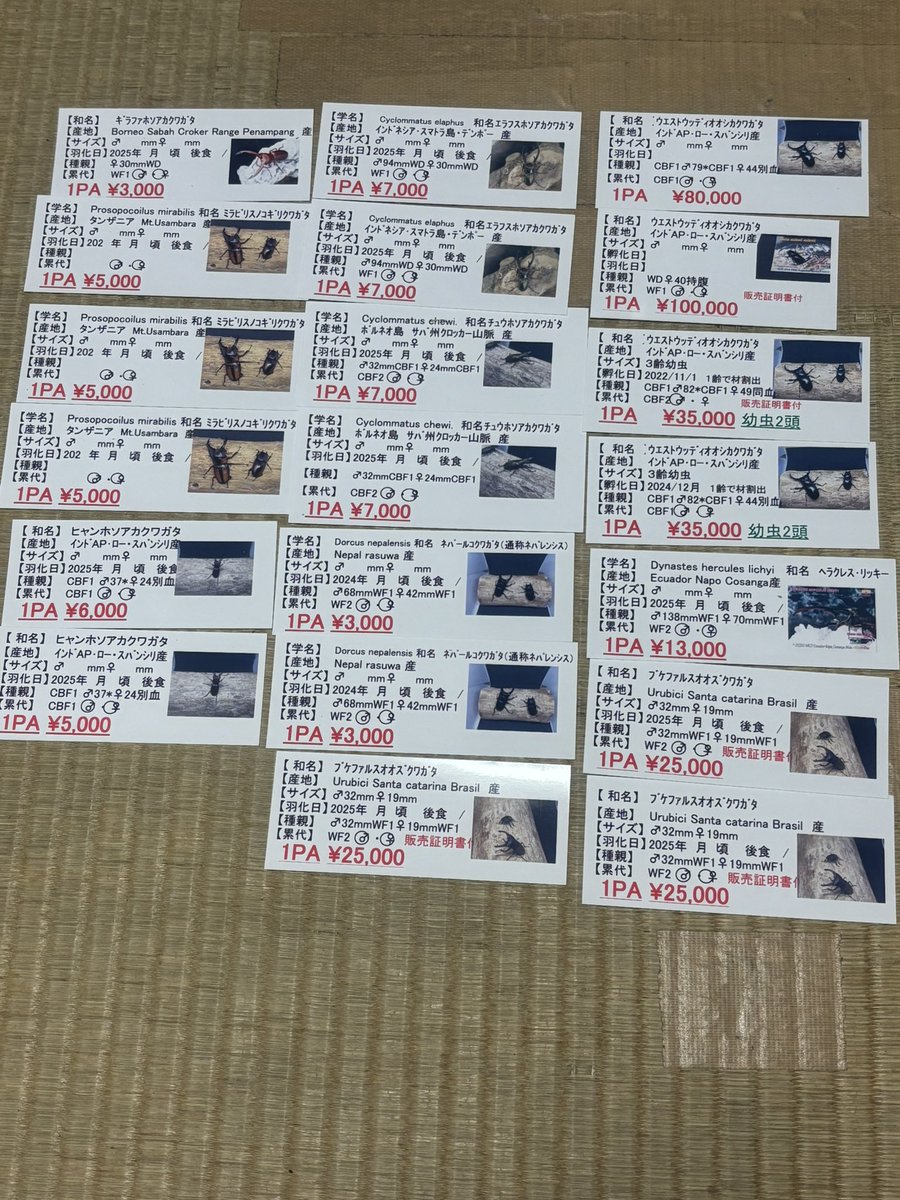 来週5/4むしざんまい<a href="/Musizanmai2023/">むしざんまい</a>さんイベントに出品予定のラベル作ってます、他幼虫、カワラ菌糸瓶など
皆様ぜひお越しください見るのは無料😆
値引交渉する方は肩でブロックします🤣

リポスト拡散お願い致します🙇