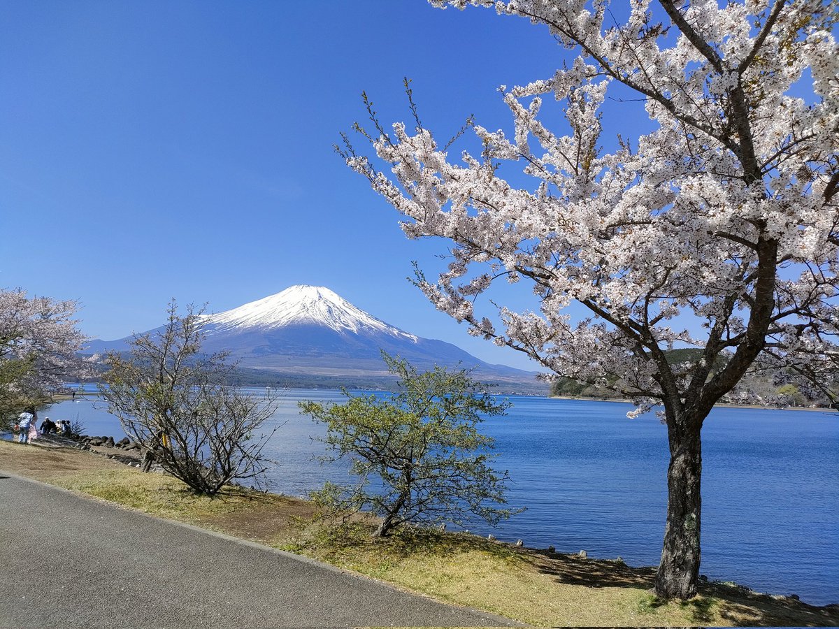 山中湖まだ桜咲いてた🌸