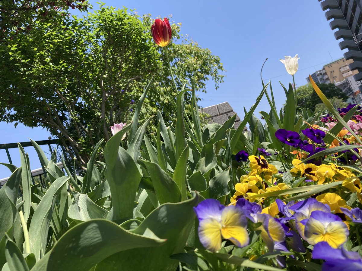 ugachanblog's tweet image. おはようございます
休日GWいかがお過ごしですか
晴天に恵まれ風もなく穏やかな日
素敵な1日になりますように🍀✨
朝昨日のモヤモヤはれず
ウォーキングからスタート🚶♀️
爽やかな空気と道の花に癒され
リセット
体を動かすこと大事ですね
簿記問題集でアウトプット
不明点はふくしま先生の動画で😊