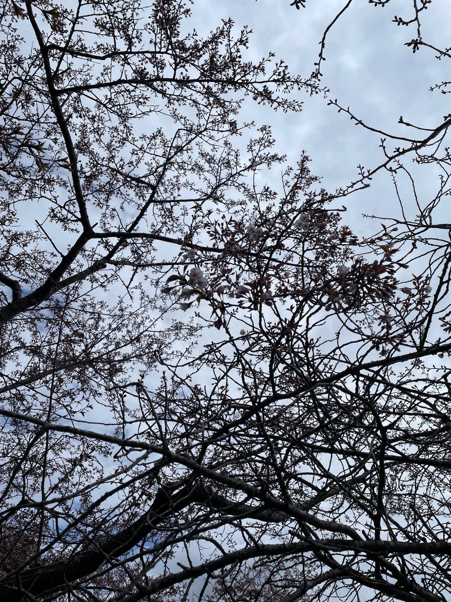 waraya2525's tweet photo. 本日、北斗濃乳ぷりん。は、北斗市陣屋の桜回廊に出店しています😃
桜を愛でながら、北斗濃乳ぷりん。各種をご堪能ください🙇

#北斗市 #北斗濃乳ぷりん #桜まつり #桜回廊 #プリン https://t.co/NAP2Ke8YGs