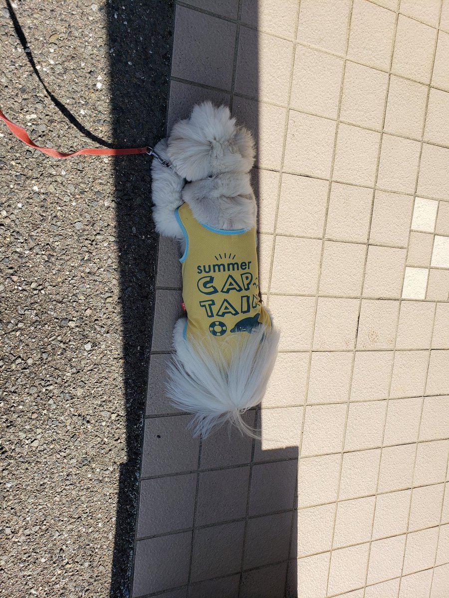 今日の朝んぽ😊
見返りモコさん
川を覗き込むモコさん
日陰でペタンコするモコさんです😆