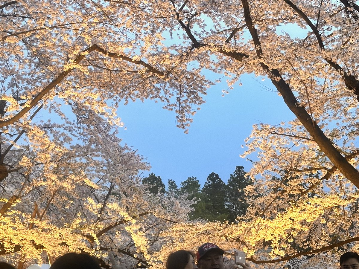 8stuart3's tweet photo. 今年もきれいだったー🌸 https://t.co/rxM35ACHzO