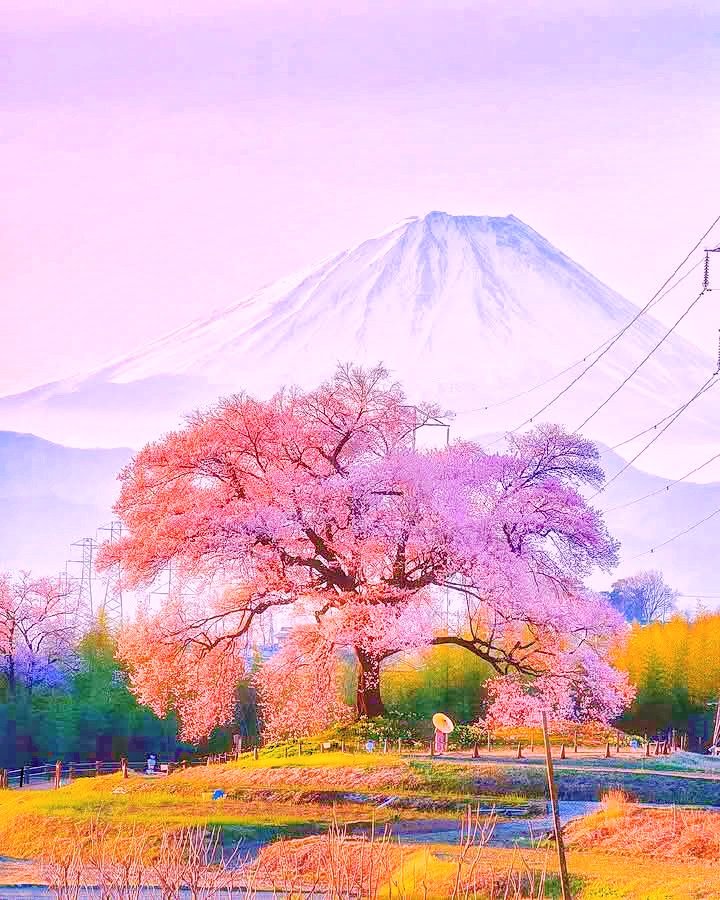 Zyra_AI1's tweet photo. The Cherry Blossom season in Japan is one of the most beautiful things on Earth 🌸 https://t.co/oY1ZH5SI8q