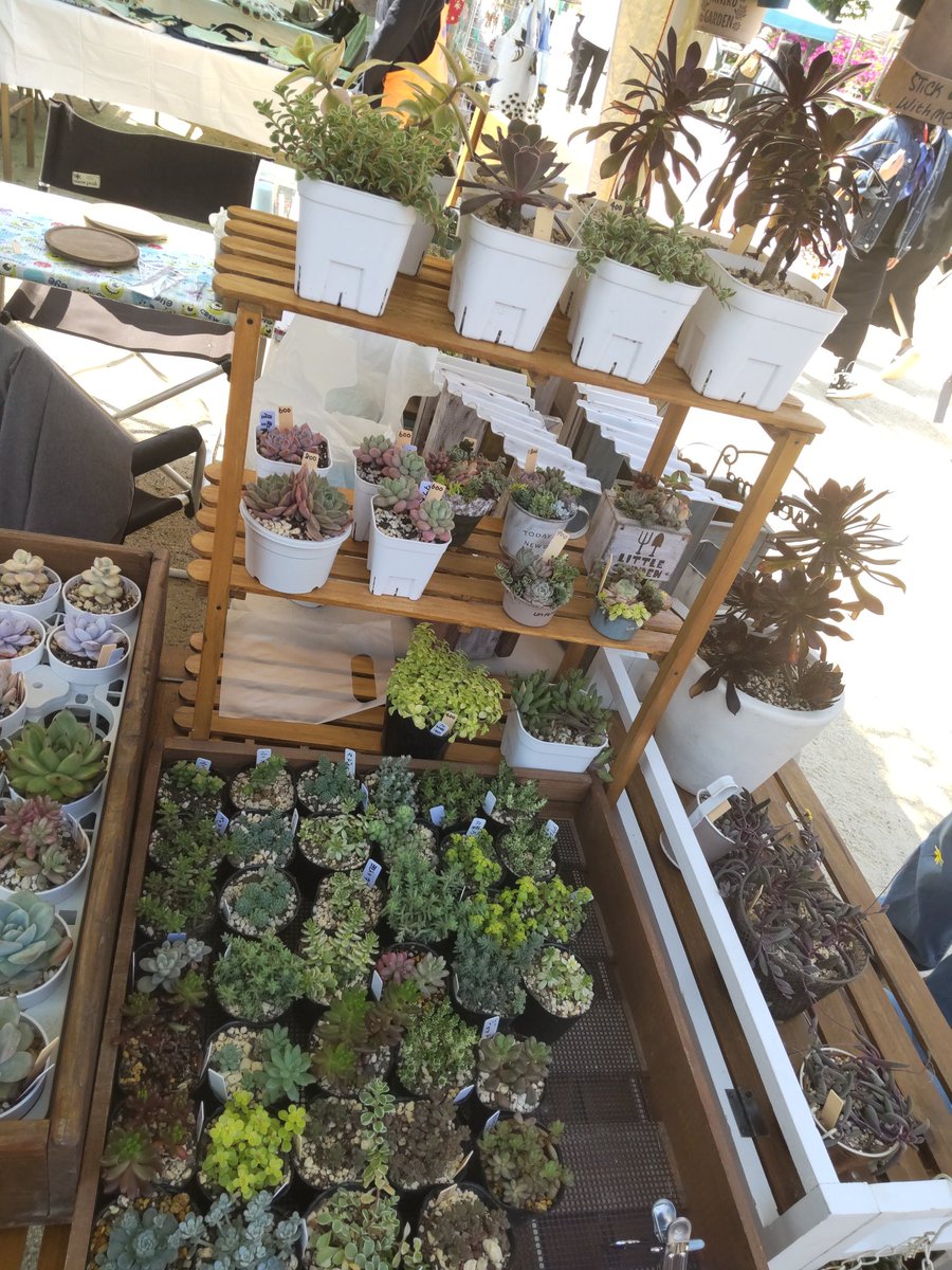 nakapapa2's tweet image. 今日もいなざわ植木まつりでマルシェ出店中です。
多肉植物、ハンドメイド木工鉢、リメイク鉢などを販売しています。
ご来店をお待ちしています。
#BOOW
#多肉植物
#手作り木工鉢
#ハンドメイド
#リメイク鉢
#いなざわ植木まつり
#国府宮