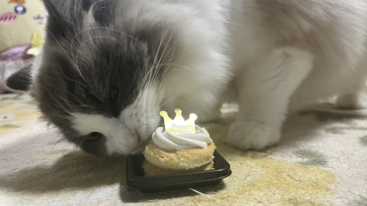 bell_rb0820's tweet photo. 昨日はリボンさん1歳のお誕生日おめでとうでした🎂 https://t.co/AjgkqY8ETD