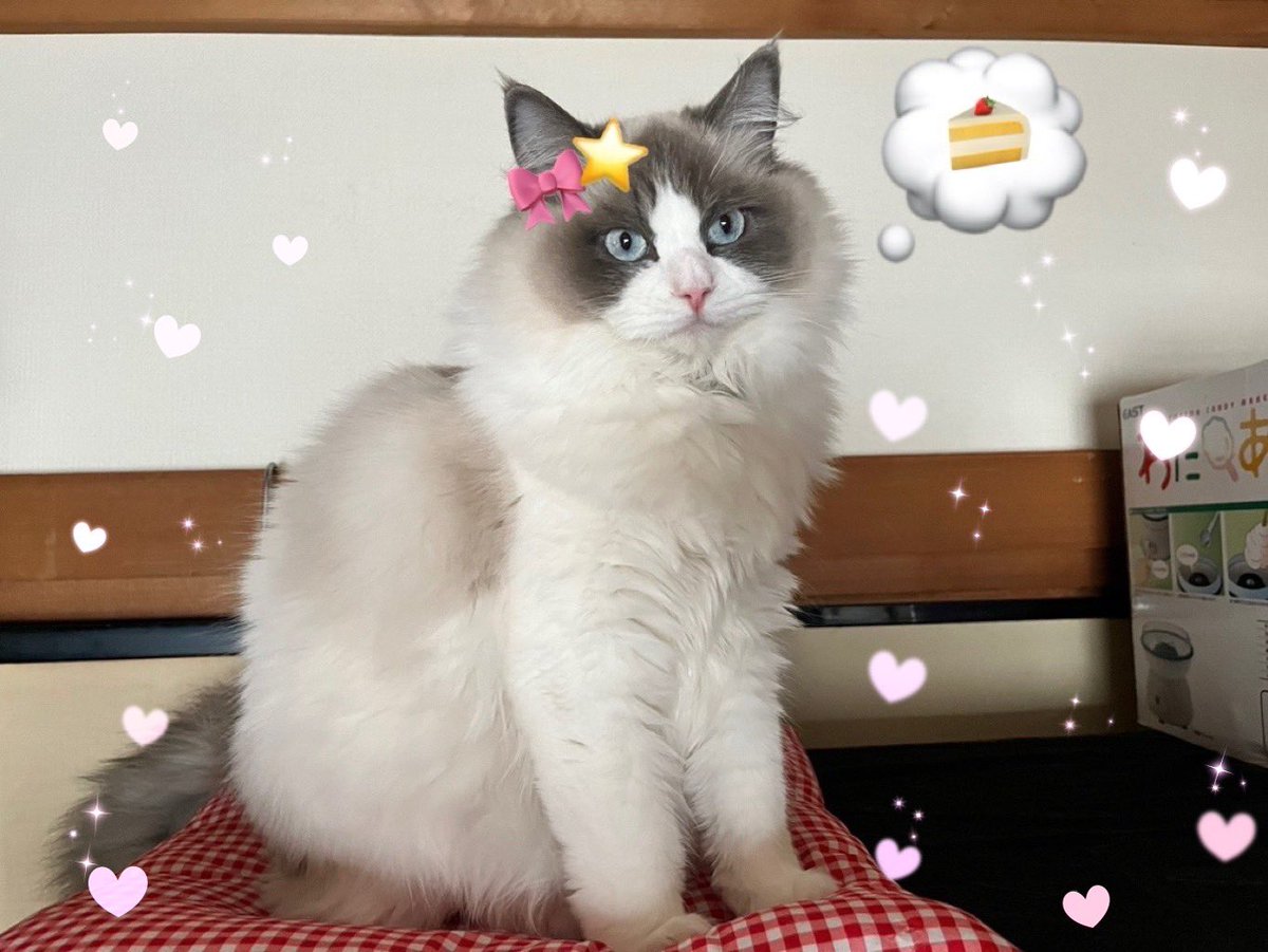 bell_rb0820's tweet photo. 昨日はリボンさん1歳のお誕生日おめでとうでした🎂 https://t.co/AjgkqY8ETD