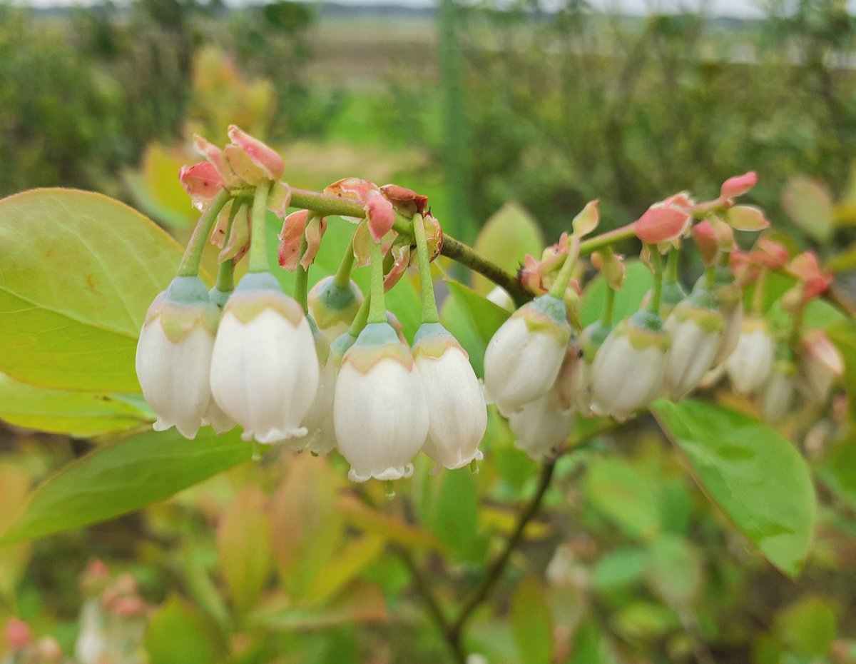 おはようございます。
ブルーベリーの花が満開です。
今年はたくさん収穫できそうです。
良い一日を！
#ブルーベリー
