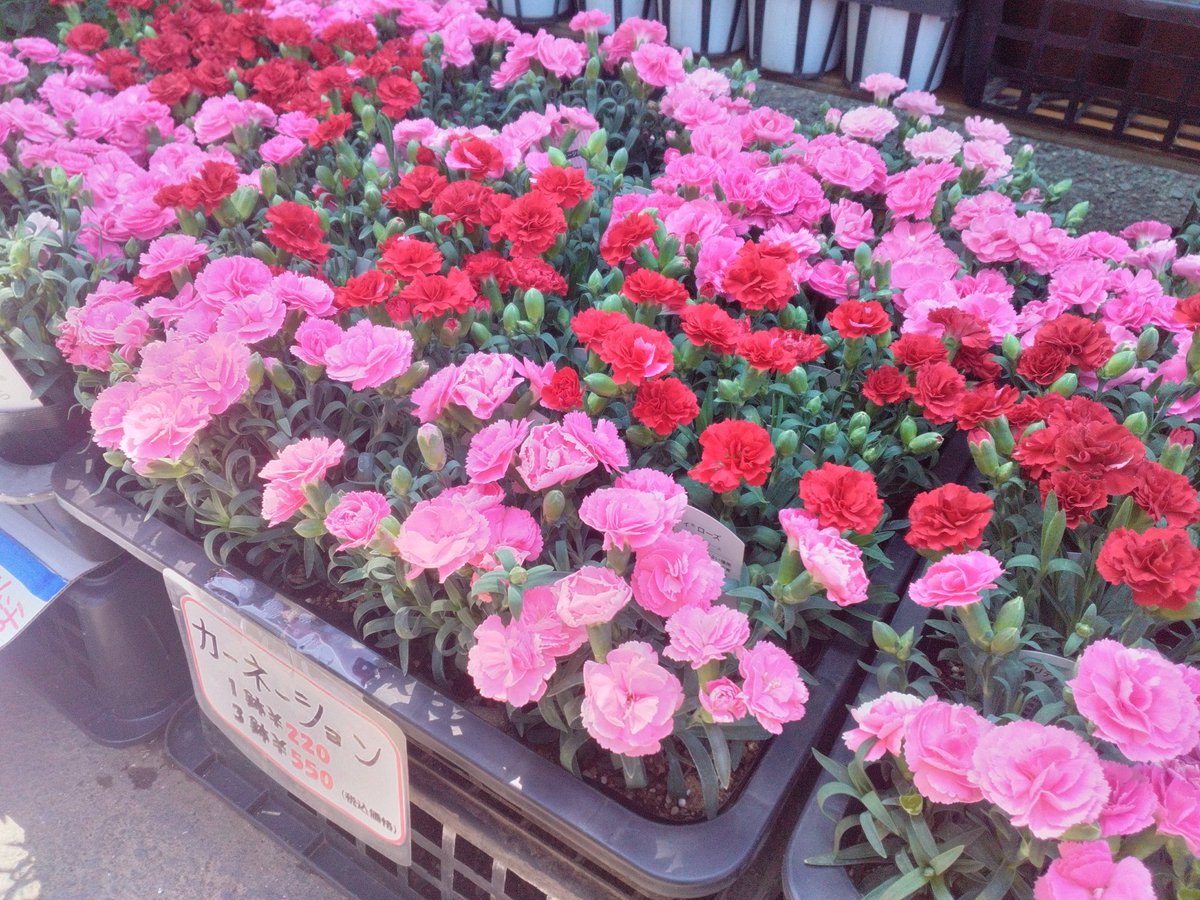 本日もワールドフラワー梶が谷店オープンしています😊 本日も
