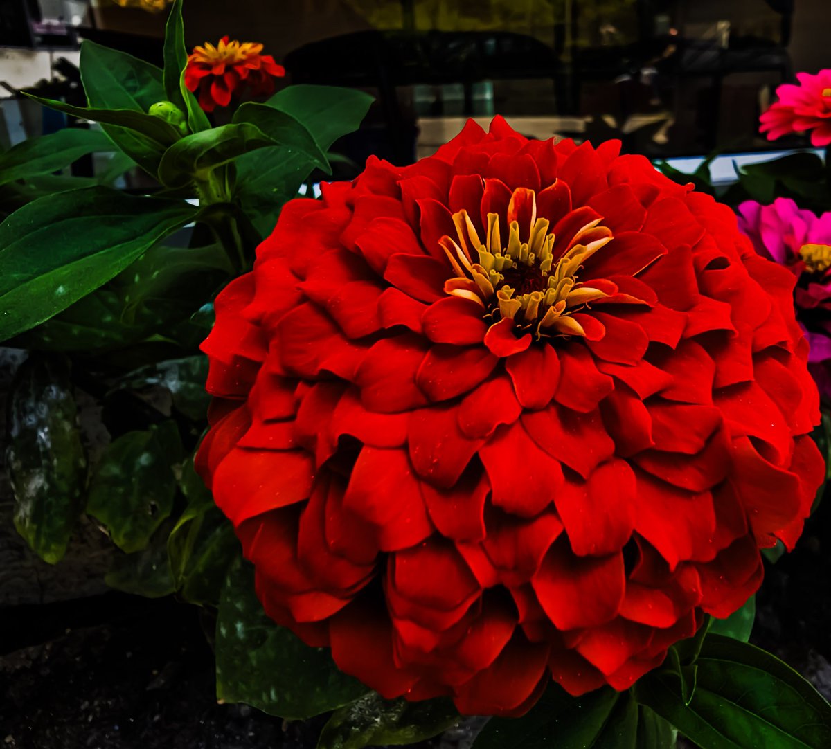SachinAcharya's tweet photo. Good morning, beautiful souls ✨️🌞
#NaturePhotography #photography #PhotographyCommunity #TwitterNatureCommunity #withGalaxy #ShotOnSnapdragon @ThePhotoHour @clicks1222 @the_gpc @earthcurated @Snapdragon @vsco @SamsungUK @NatGeoPhotos @photography https://t.co/mkz2RqJouE