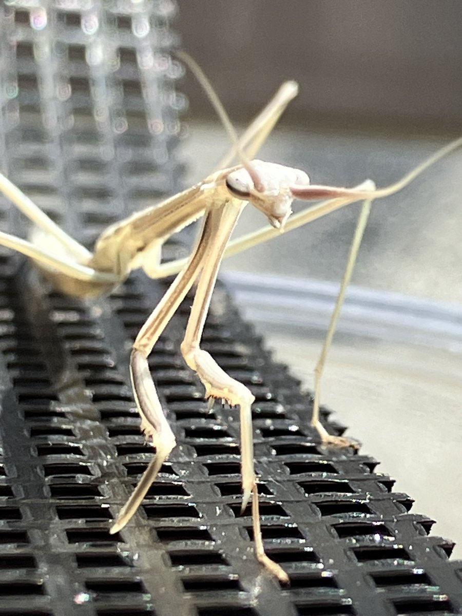 べin ｶﾏ (@85r6c) / Posts / X