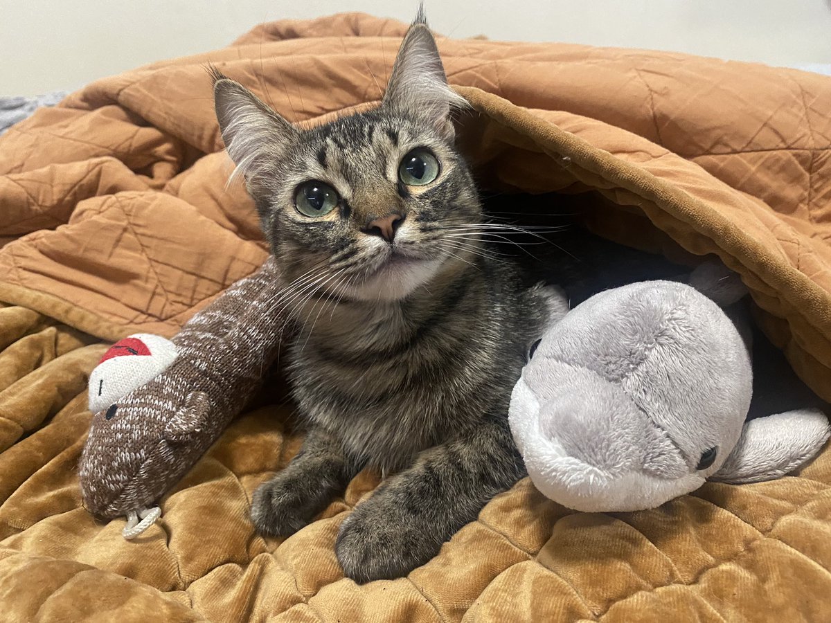 JoshBerryJam's tweet image. Comfy