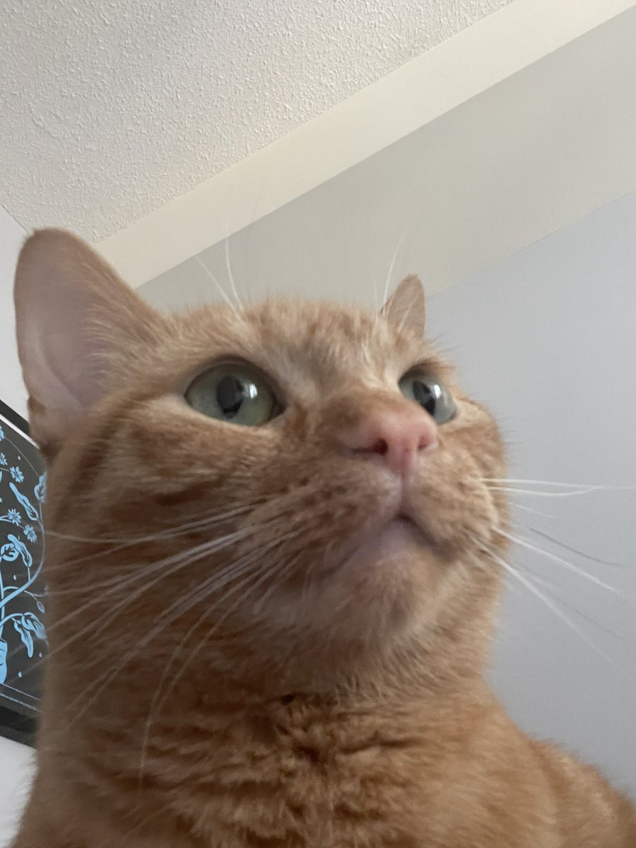 kobertthecat's tweet photo. kobe wants u to kno
u r doing the best u can 
and everyday 
ur best can look different https://t.co/U5sJIAPWHj