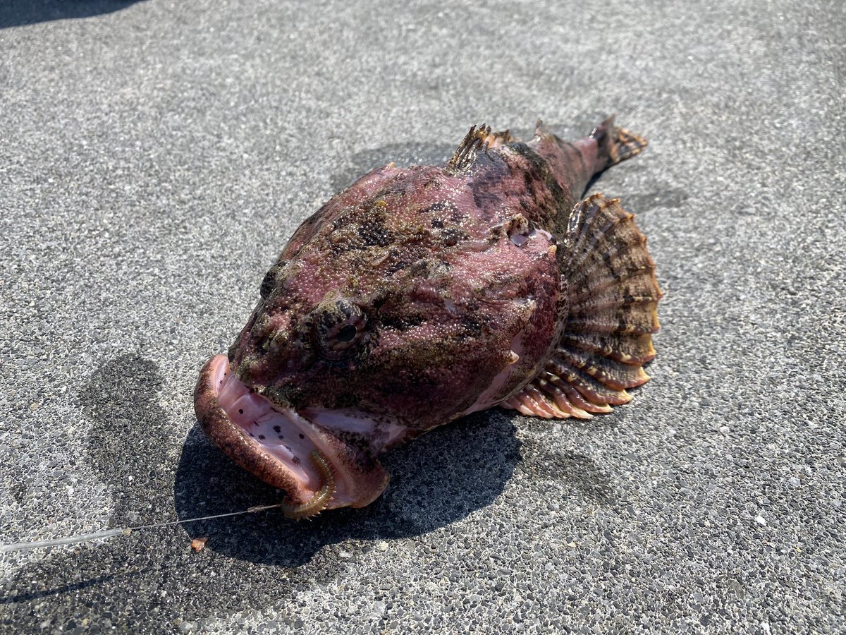 大船渡に釣り来てたんだけど…この魚何て魚かわかる人いますか？
30cm弱の根魚みたいだけど…💦💦
このトゲトゲしいの切るの大変そう😰
 #魚の名前
 #根魚
 #根魚料理