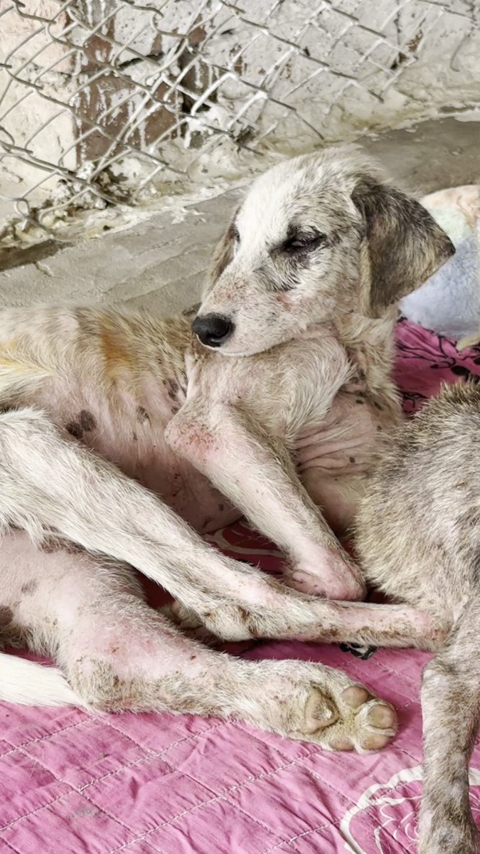 Every rescue at our sanctuary—whether a horse, dog, cat, donkey, or bird—carries a story of pain and survival. Sponsoring a space means giving them lifelong shelter, food, medical care, and love they’ve never known.

Please sponsor and be their hope:
🐴 Horse/Donkey Sanctuary