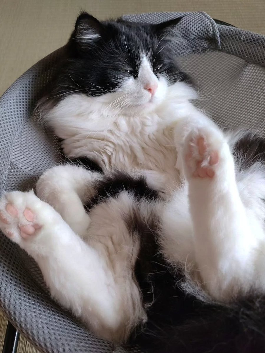 GologoloD's tweet image. ごろごろweekの人は🖤
　
#アンケート調査