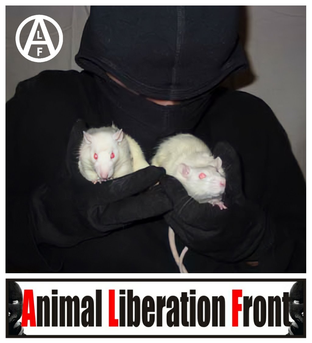 alexpunx1977's tweet photo. In the dirty business of animal testing or Vivisection, rodents, especially mice and rats, are the most tortured animal species. Worldwide, some 100 million mice and rats are tortured and killed each year. They are the great forgotten. Except for the ALF. https://t.co/e5ZSIpVsGv