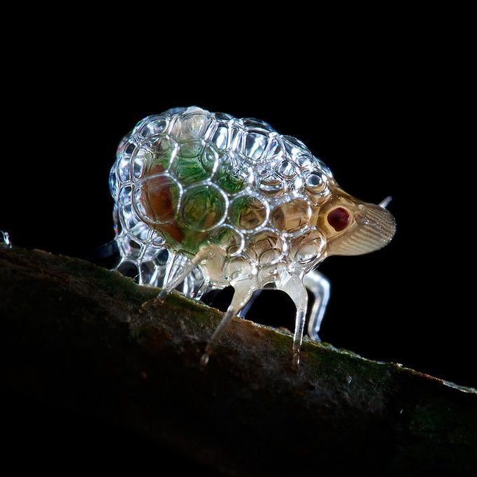 bubble wrap-looking fella