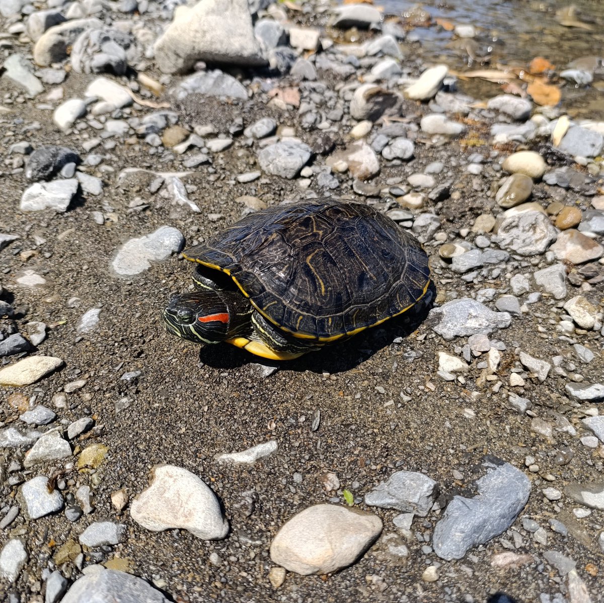 川に落ちてたよ。