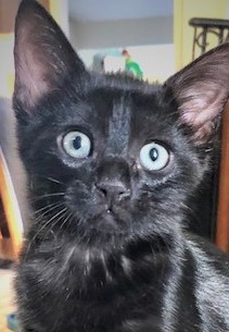 GraciesWorld3's tweet photo. #Catgate Update: No longer under the bed in that room, but under the bed in another room that is always open. The Mama says she'll come out when she gets hungry enough -- we hope. She usually walks around like she owns the place, which is weird, since I OWN THE PLACE! https://t.co/reO2ESfRM6