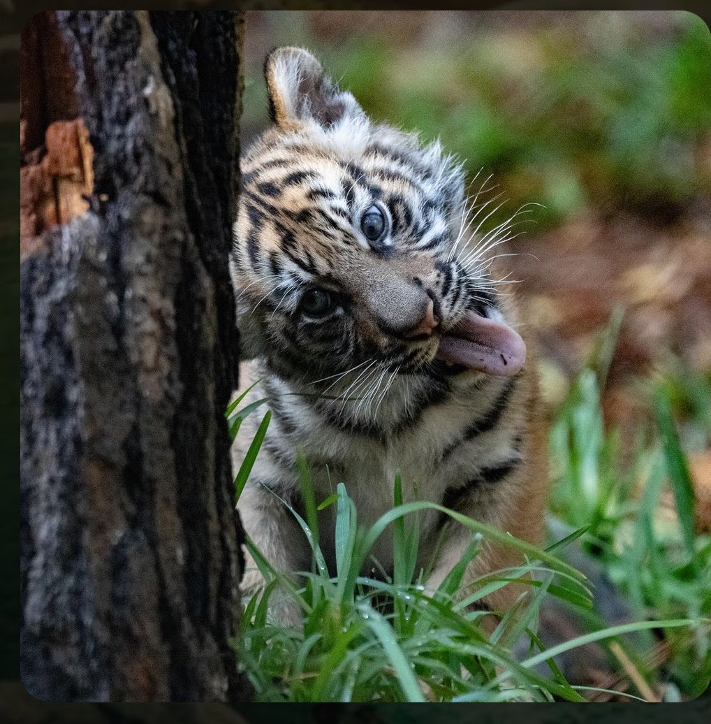 solmemechick's tweet image. I own 10% of $barong. Got new phone, lost my keys. Is that a 10% burn?

I guess fucking send it 🤷