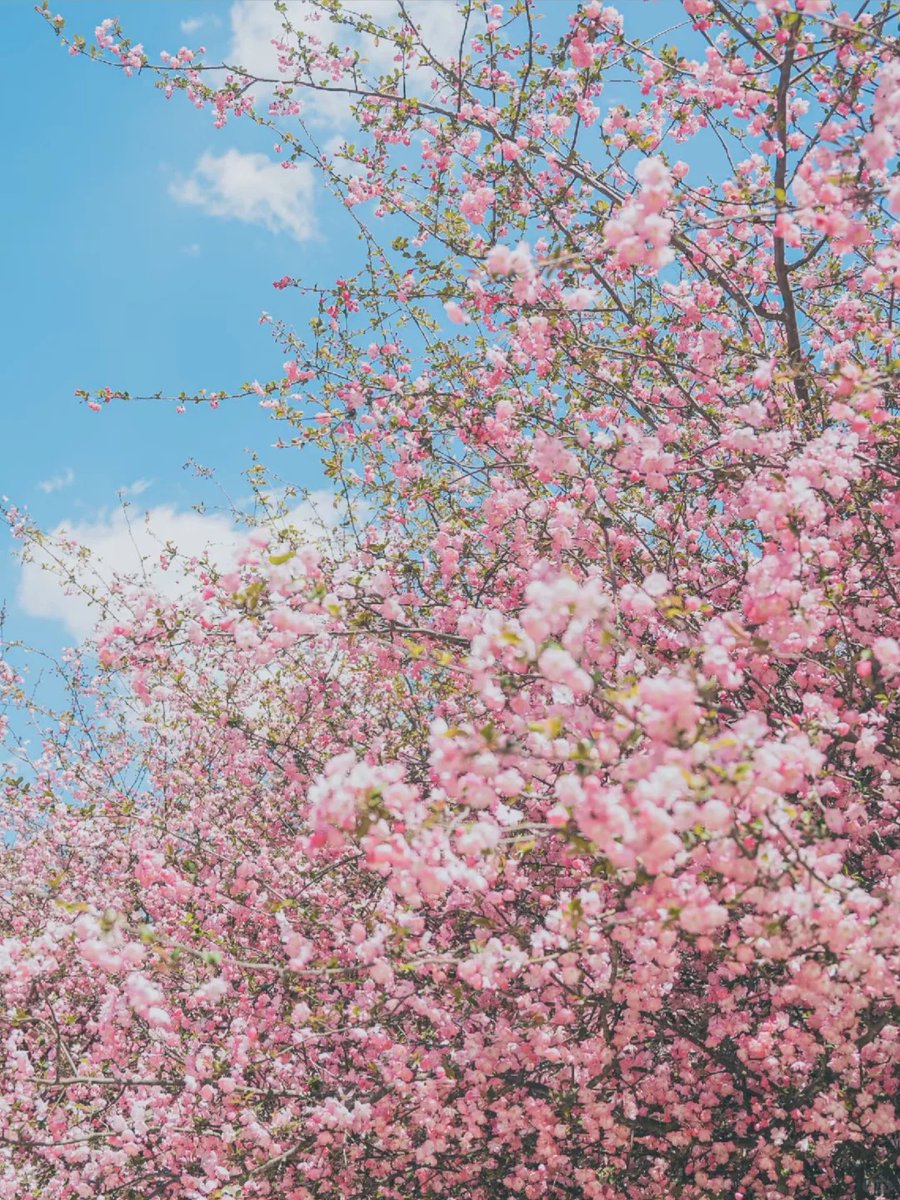 amazingguizhou2's tweet photo. 🌺 #GuizhouInnovationHub Spring Challenge: Can You Guess the Flower?
Guizhou is blooming! We’re sharing photos of iconic spring flowers in Guizhou— but can you name it?
📷Image source: @贵州旅游菌 from RedNote
#AmazingGuizhou #SpringInGuizhou #GuizhouInBloom #GuessTheFlower #FlowerSeason #GuizhouTravel #NatureLovers #SpringVibes #HiddenChina #BotanicalBeauty