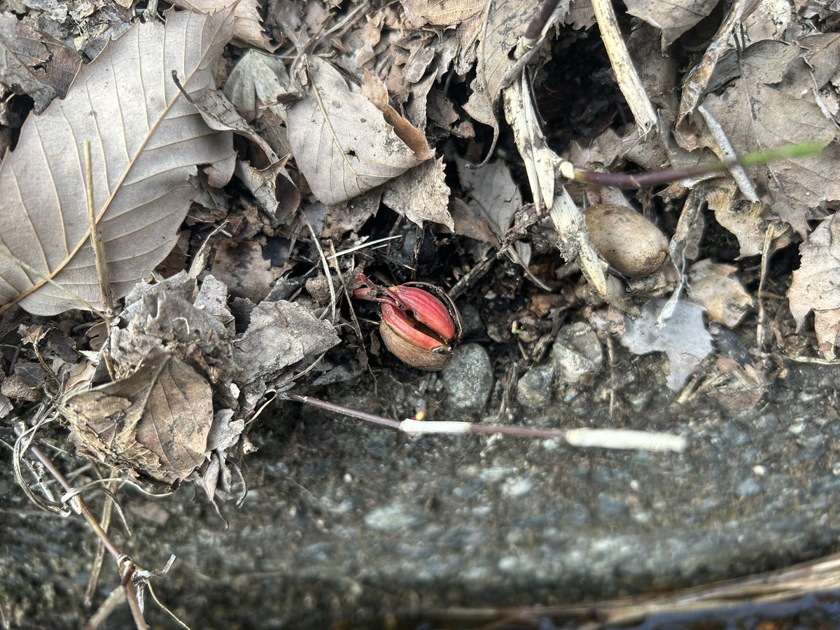 がんばるドングリの子葉たち

芽吹きの季節
どんぐりの発芽はカワイイ😍です

どんぐりの赤は、命のみなぎる色ですよ

#コナラ
#芽吹き
#実生