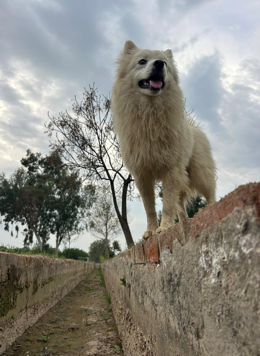 Moti keeping a watch on things...Panjkosi.