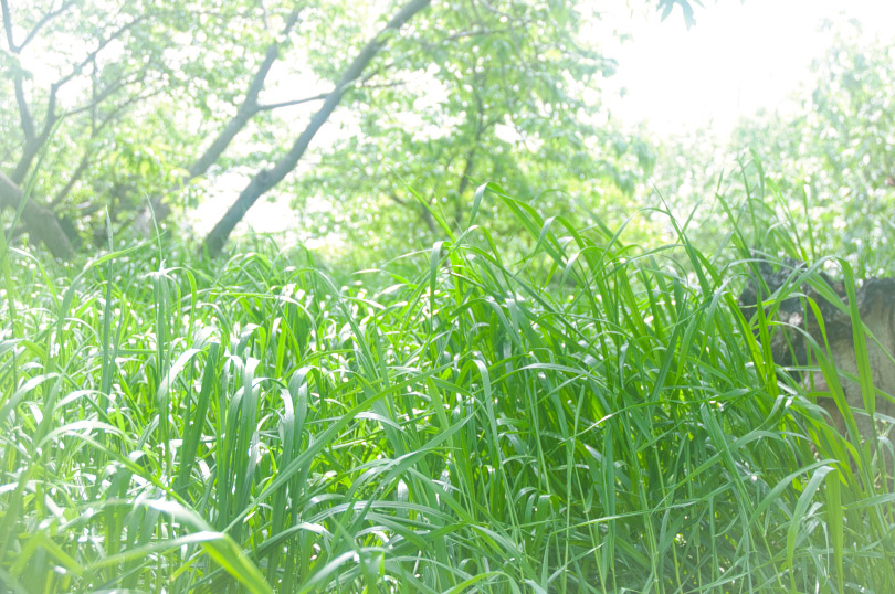 ひたすらに草刈るゴールデンウィークかな
#kigo #俳句 #写真俳句