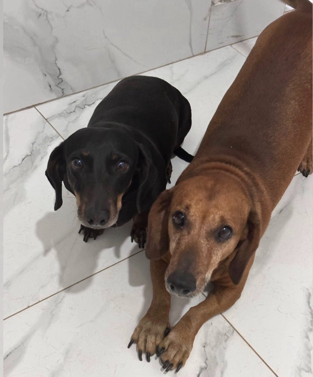 raiannerib's tweet photo. @salsichinhas Toddynho e Amora ♥️ https://t.co/W0OLhzx703