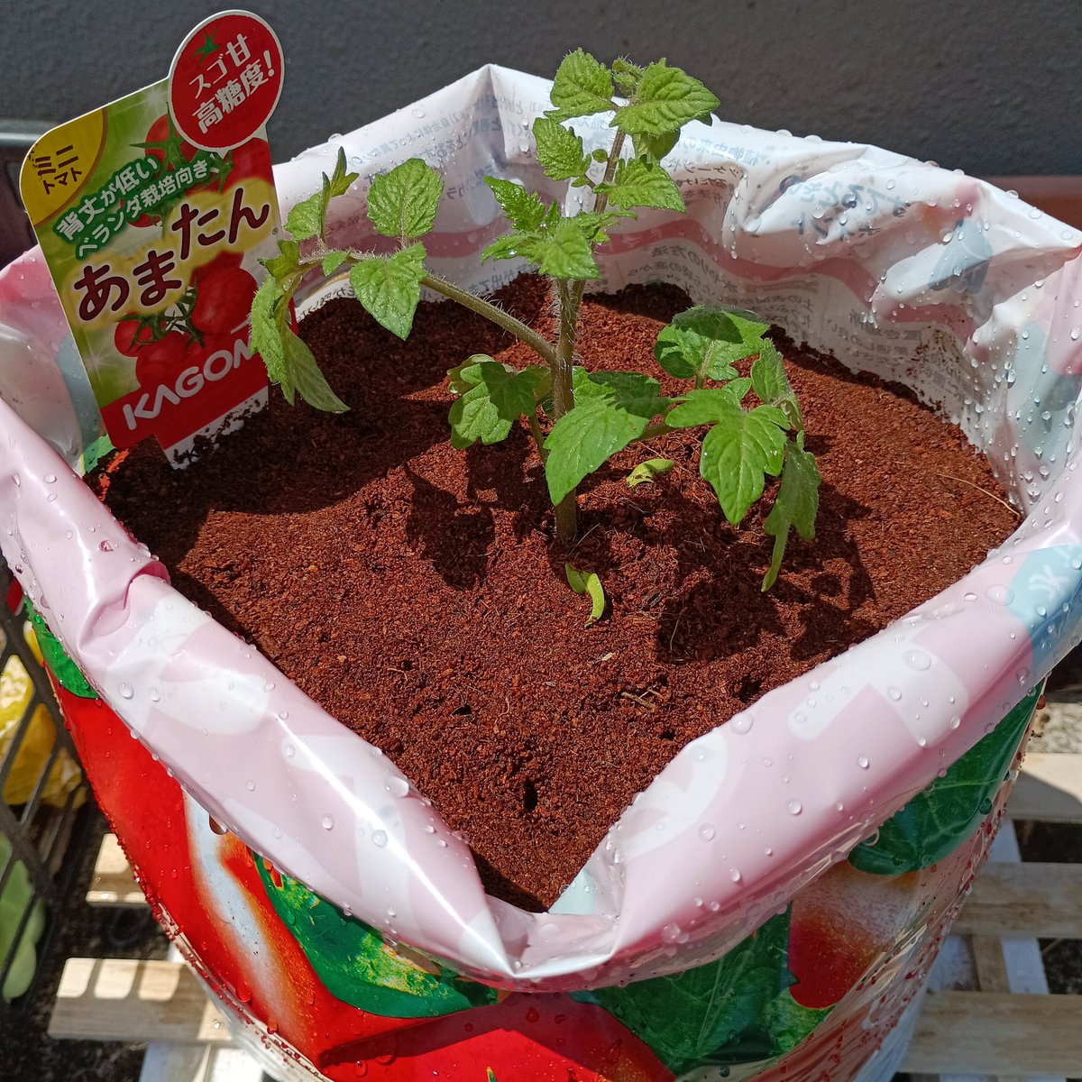 あまたん - Search / X