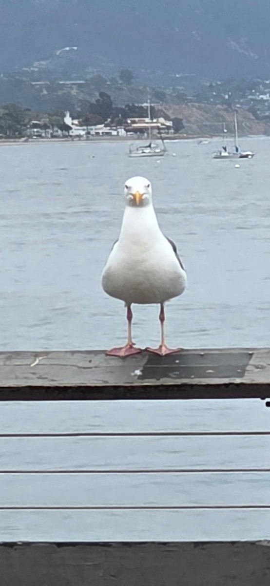 DebianMutt's tweet photo. Why he so triangle? 

A friend of mine went on vacation and snapped this picture. I had no choice, I had to sketch hims. https://t.co/VrtQjl4P62