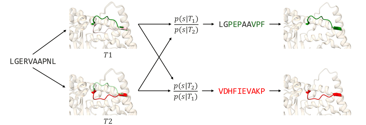 jacobastern's tweet photo. Excited to share some new work (@ ICLR GemBio)!

🧪Conformation-specific protein design 🧪

Many protein sequences are known to be "promiscuous" -  they fold to multiple structures. How do we design a variant with high preference to a certain state? https://t.co/v54LFzjkFP