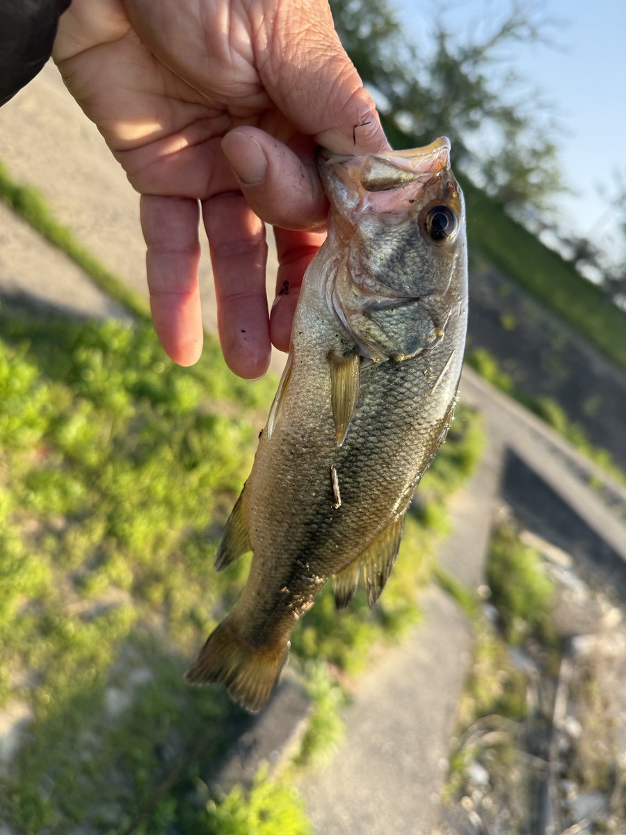 今日は初めての高滝湖。
小バス2キャッチです。